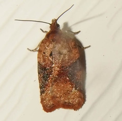 Acleris braunana