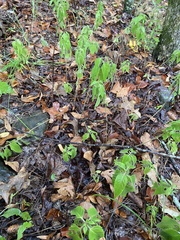 Monarda stipitatoglandulosa