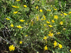 Picradeniopsis pringlei