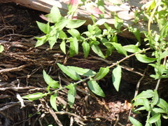 Ampelaster carolinianus