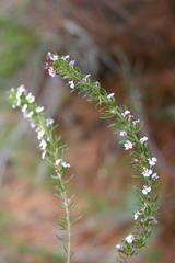 Muraltia dispersa