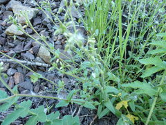 Cerastium holosteoides