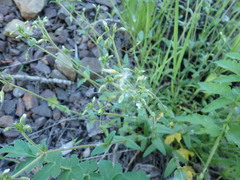 Cerastium holosteoides