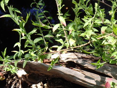 Ampelaster carolinianus