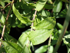 Ampelaster carolinianus