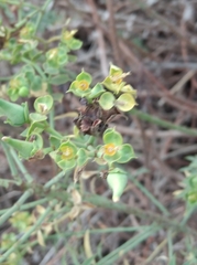 Euphorbia dendroides