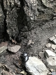 Coleoptera