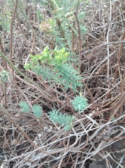 Euphorbia dendroides