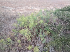 Euphorbia dendroides