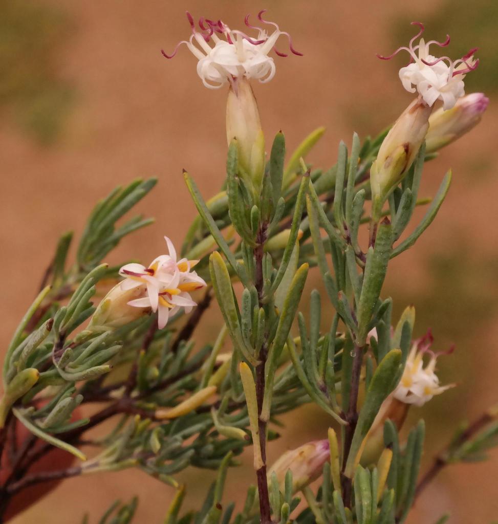 Pteronia leptospermoides