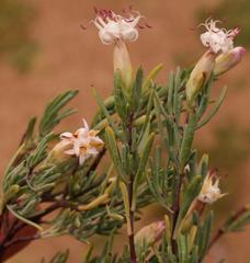 Pteronia leptospermoides