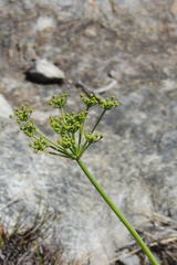 Notobubon ferulaceum