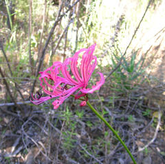 Nerine humilis