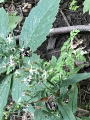 Bombus impatiens