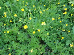 Ranunculus repens