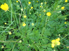 Ranunculus repens