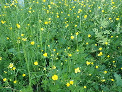 Ranunculus repens