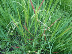 Poa pratensis
