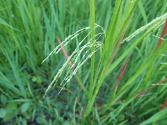 Poa pratensis
