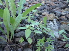Impatiens parviflora
