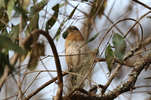 Chestnut Weaver (Ploceus rubiginosus), photo 4