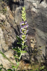 Psoralea spicata