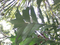 Caryota mitis