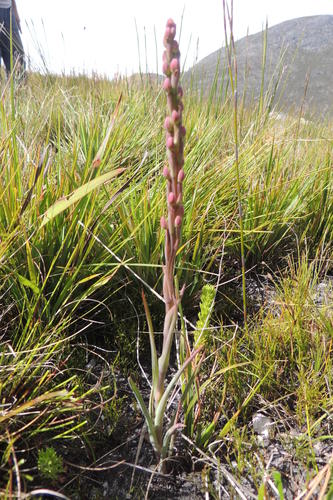 Langeberg Spike Orchid (Pachites appressus)