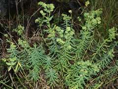Euphorbia azorica
