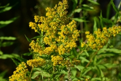 Solidago × niederederi