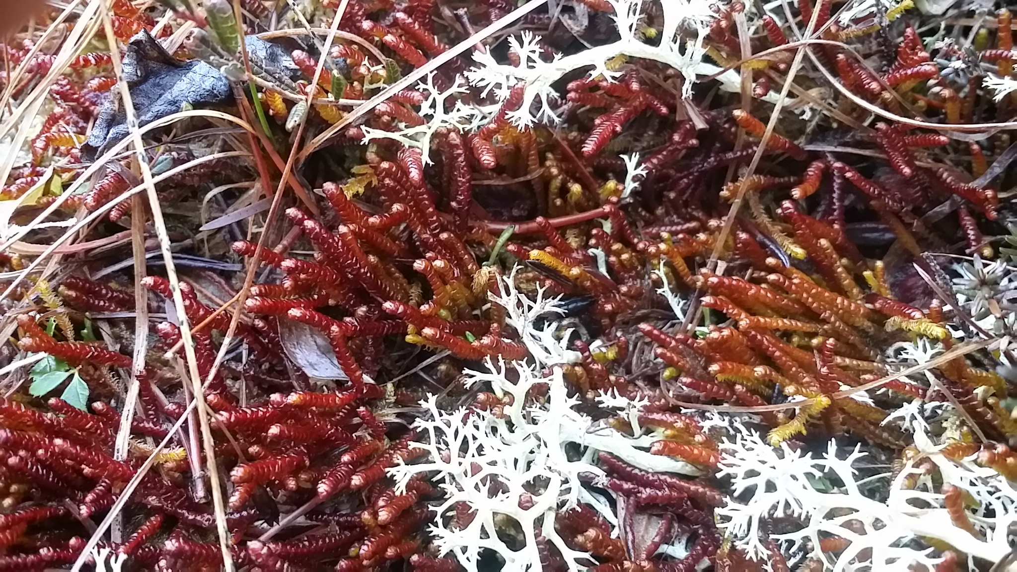 Pleuroziaceae