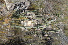 Paranomus spathulatus