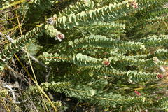 Paranomus spathulatus