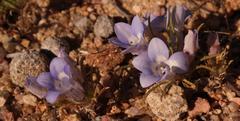 Wahlenbergia acaulis