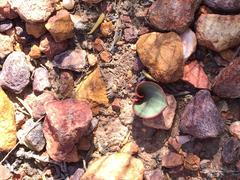 Eriospermum cordiforme