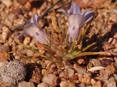 Wahlenbergia acaulis