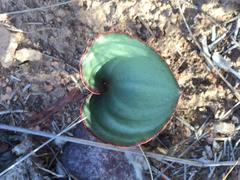 Eriospermum cordiforme