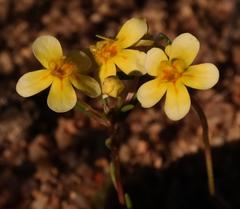 Zaluzianskya collina