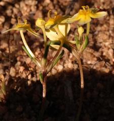 Zaluzianskya collina