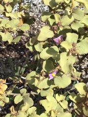 Solanum tomentosum tomentosum