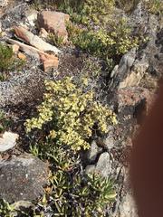 Solanum tomentosum tomentosum