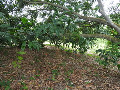 Chamaedorea pinnatifrons