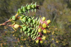 Penaea cneorum ruscifolia