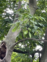 Cladrastis kentukea