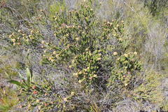 Penaea cneorum ruscifolia