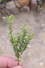 Phylica alba