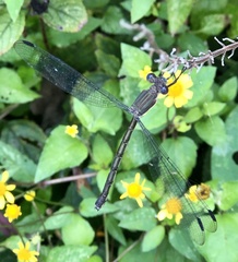 Archilestes