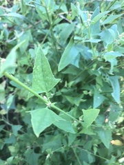 Atriplex prostrata