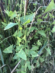 Atriplex prostrata