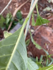 Cestrum laevigatum